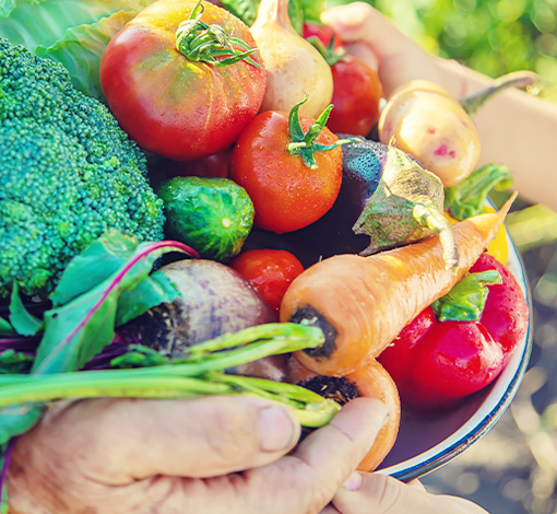 収穫された野菜